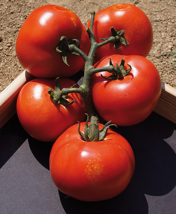 <span>HAMLET F1</span>