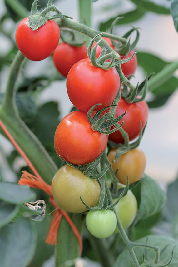 <span>MOUNTAIN MAGIC F1</span>