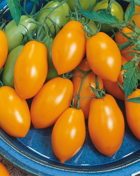 <span>ORGANZA F1</span>