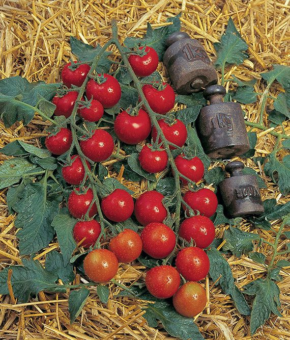 <span>SAKURA F1</span>