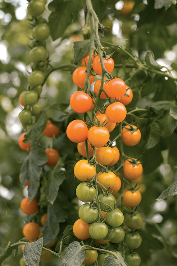 <span>TORONJINA F1</span>